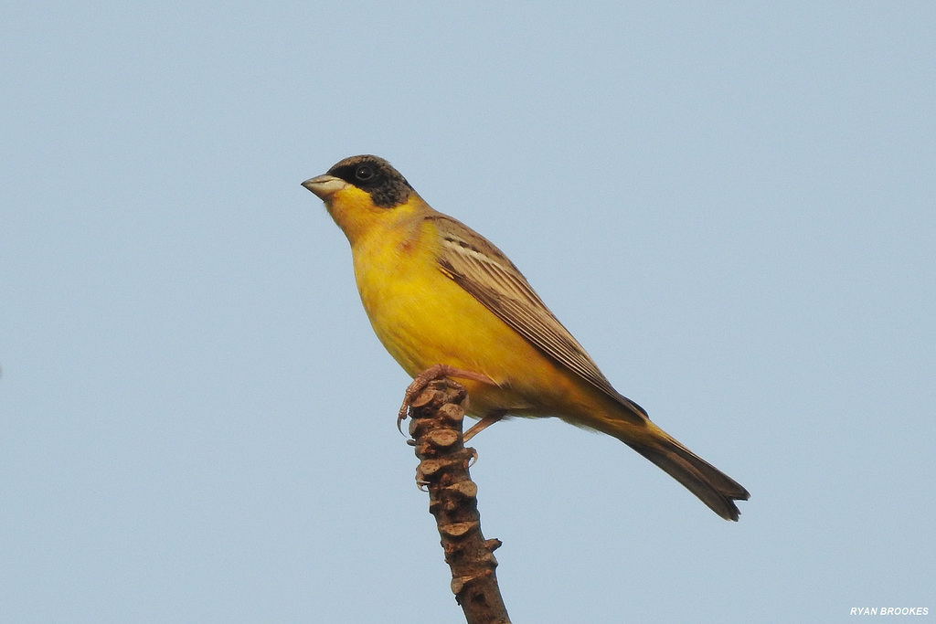 20210124-9779 Black-headed bunting