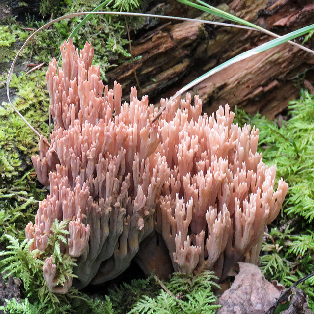 Coral fungus