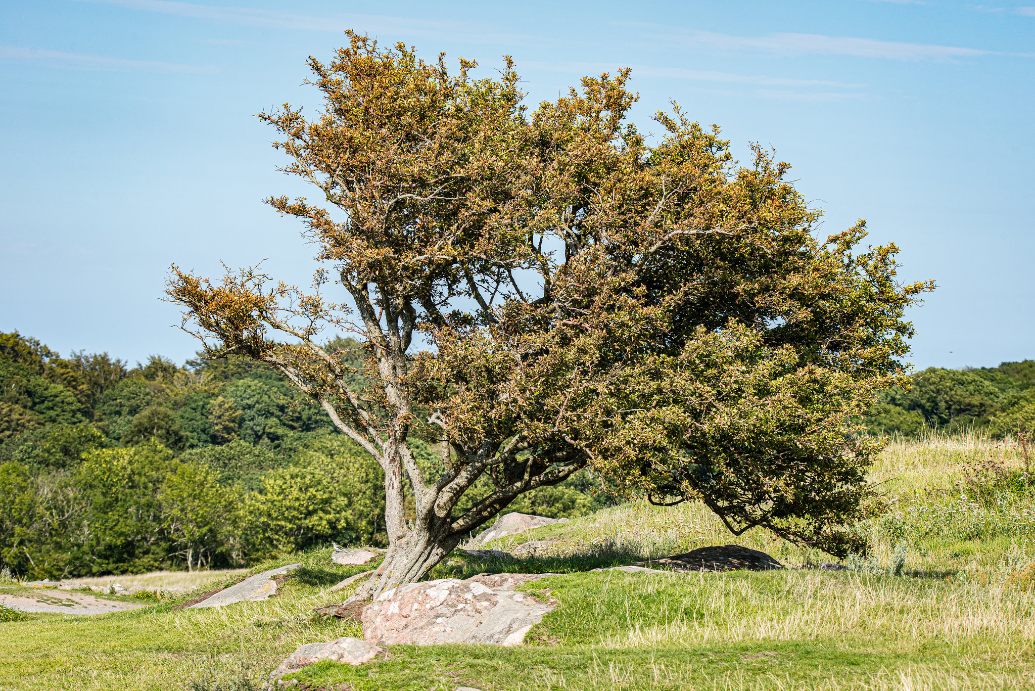 20210812- DSC7390