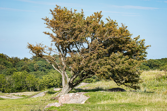 20210812- DSC7390