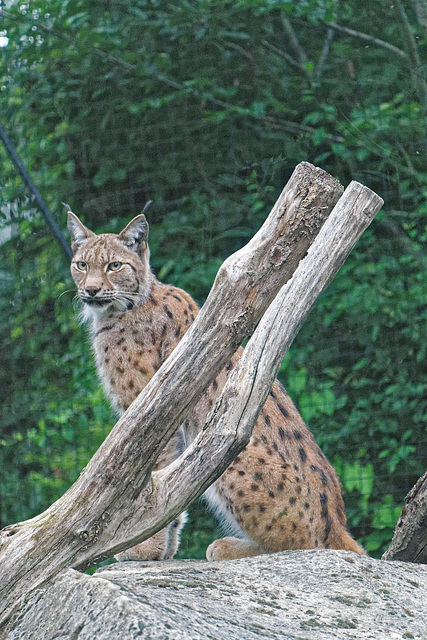 Lynx boréal