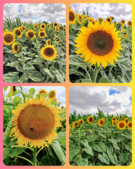 Sunflower-Power