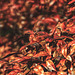 Red Leaves in Bright Sunshine