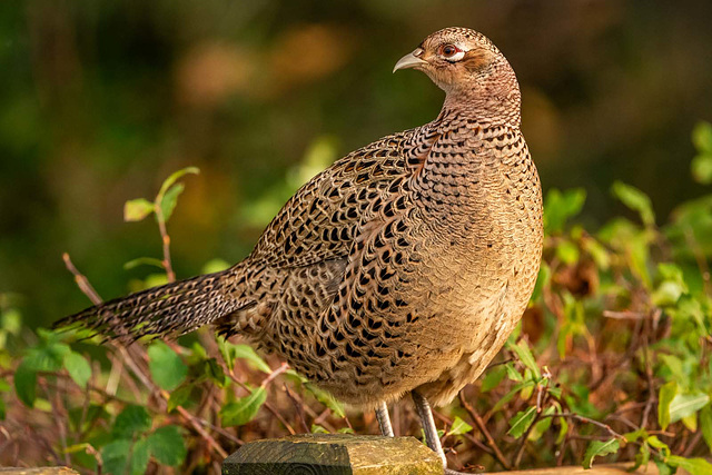 Pheasant