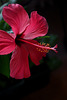 Hibiscus IMG 20250126 200409