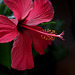 Hibiscus IMG 20250126 200409