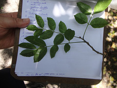 DSC01462 - pau-amargo Picrasma crenata, Simaroubaceae