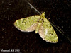 1858 Chloroclystis v-ata (V-Pug)