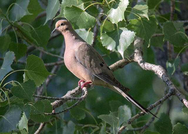 Mourning Dove