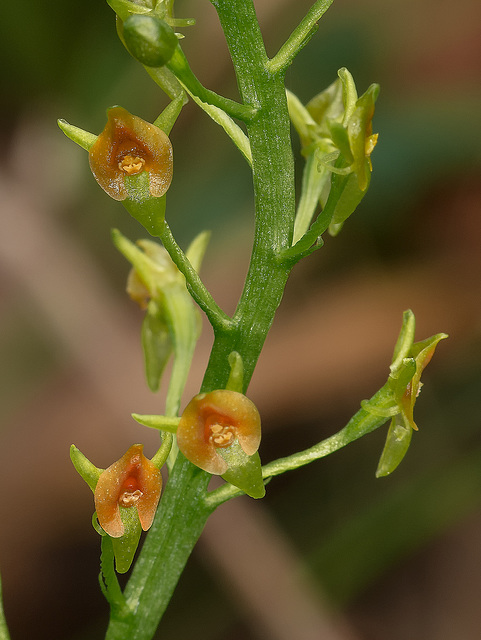 Malaxis spicata (Florida Adder's-mouth orchid)