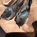 baby barn swallows drying off after falling in the trough