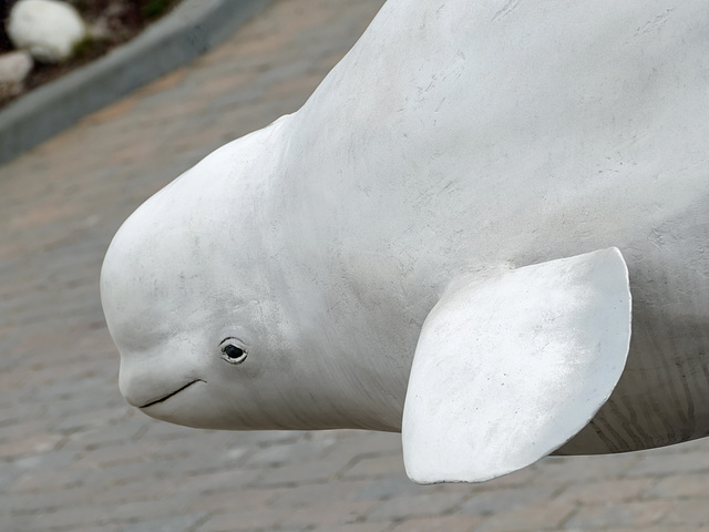 Day 10, Beluga Whale statue by dry dock