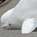 Day 10, Beluga Whale statue by dry dock