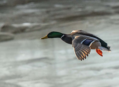 Mallard