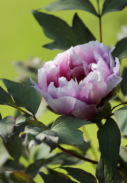 Pivoine arbustive