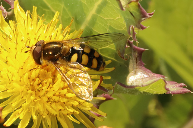 IMG 3517Hoverfly