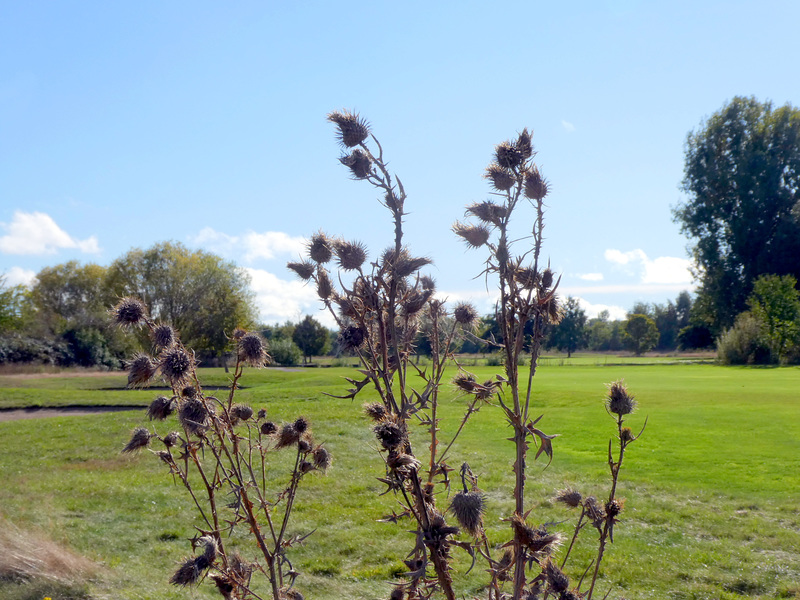 Disteln im Herbst