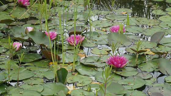 Bassin fleuri...