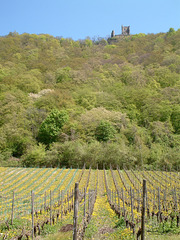 Weinberg unterhalb der Burg Drachenfels
