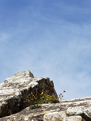 Who put those flowers there? On the Keep