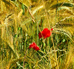 Jocelyne's  papaver from 2019