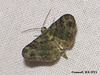 1860 Pasiphila rectangulata (Green Pug)