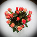 Rose 26b/50 : Heart of Rose