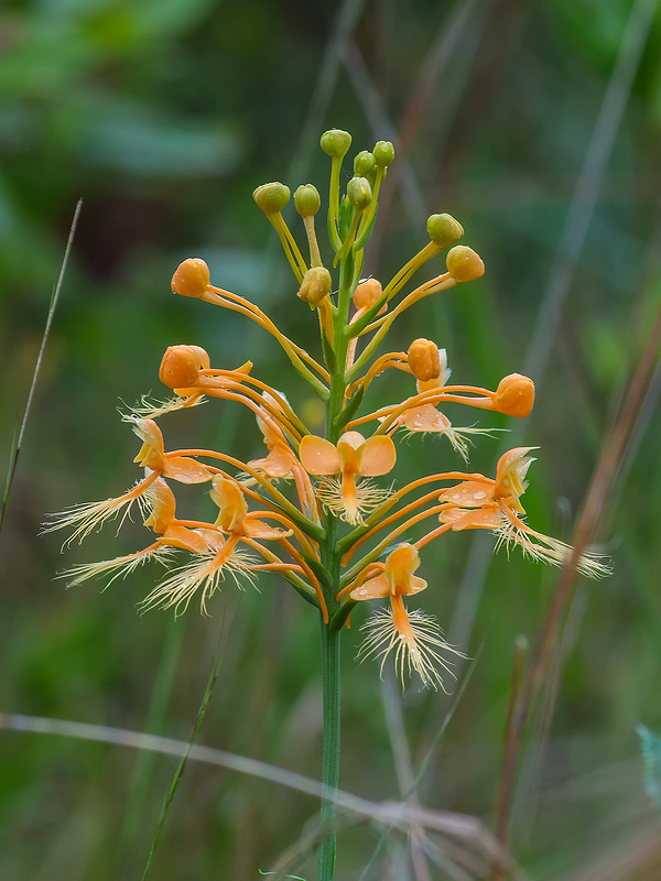 Platanthera ciliaris (Yellow Fringed orchid)