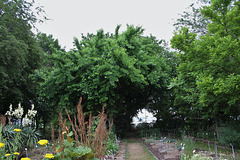 oranger des osages -Maclura pomifera (Moracées)