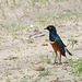 Tarangire, The Superb Starling