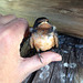 rescued Barn Swallow