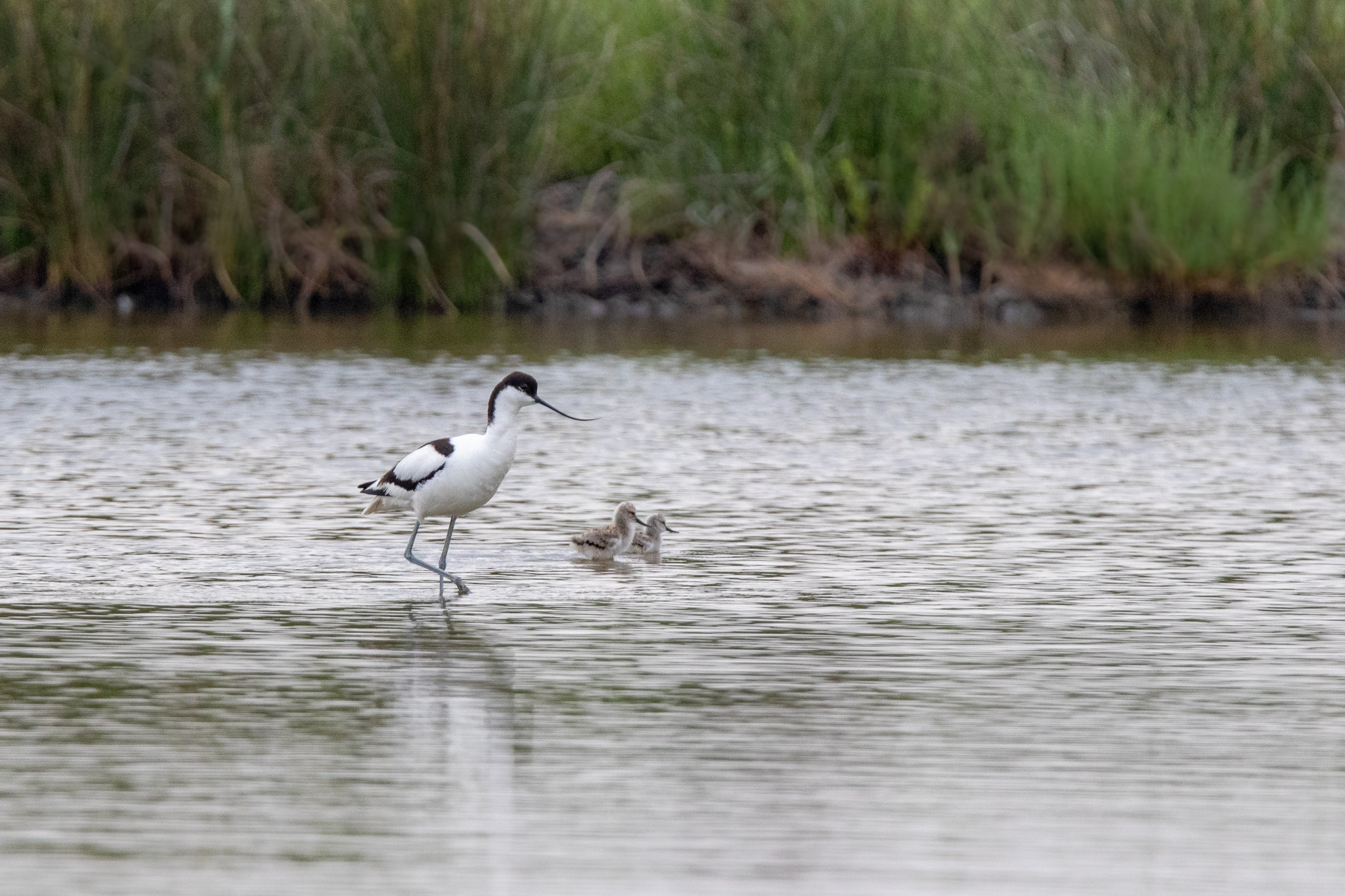 Avocette et ses petits