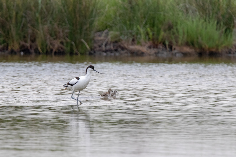 Avocette et ses petits