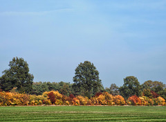 DSCF6784