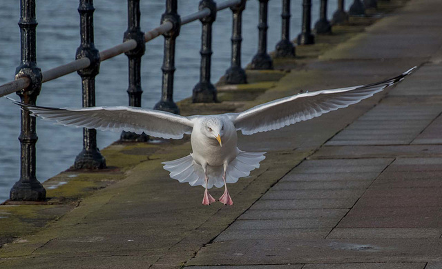 Landing gear down