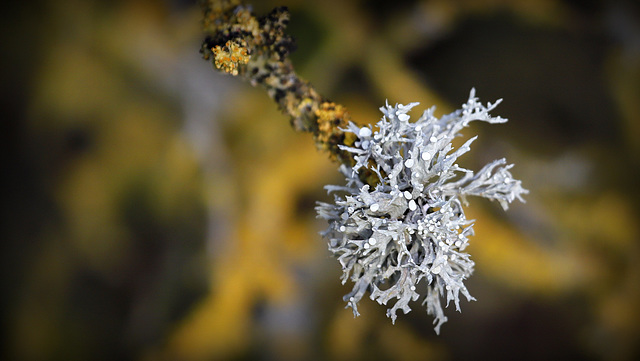 Lichen (Ramaline)