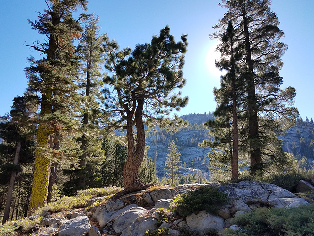 Trees & sun