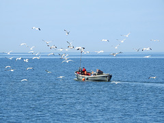 Fischerboot mit Begleitung.