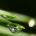 Auch die Regenperlen in der Natur vermitteln Freude :))  The rain beads in nature also convey joy :))  Les perles de pluie dans la nature transmettent aussi de la joie :))