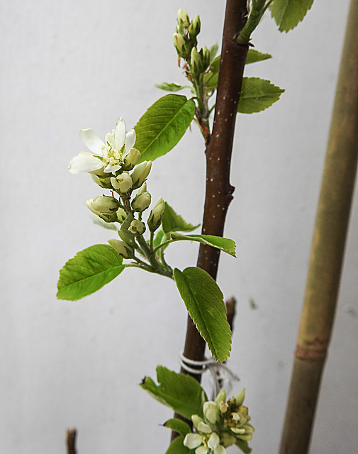 20230426 0060CPw [D~LIP] Felsenbirne (Amelanchier alnifolia 'Obelisk'), Bad Salzuflen