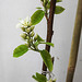 20230426 0060CPw [D~LIP] Felsenbirne (Amelanchier alnifolia 'Obelisk'), Bad Salzuflen