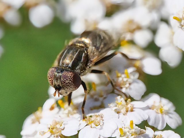 Schwarze Augenflecken Schwebefliege