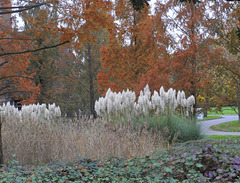 Cortaderia Selluona Garden