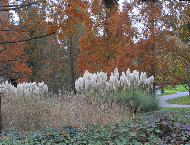 Cortaderia Selluona Garden