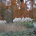 Cortaderia Selluona Garden