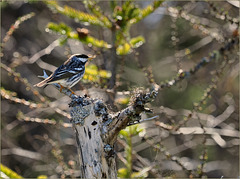 Blackpoll warbler