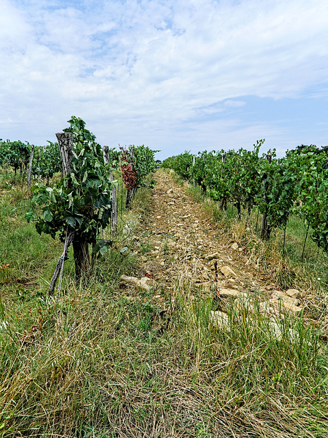 Weinberg