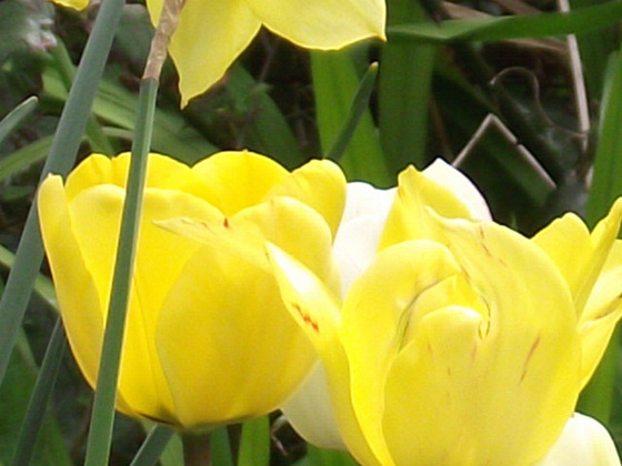 Some super yellow tulips