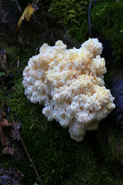 Conifer Coral Fungus