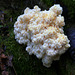 Conifer Coral Fungus